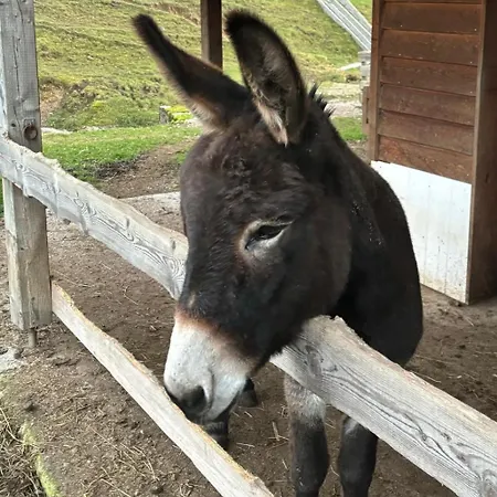 Hotel Kaiser Franz Josef Rohr im Gebirge