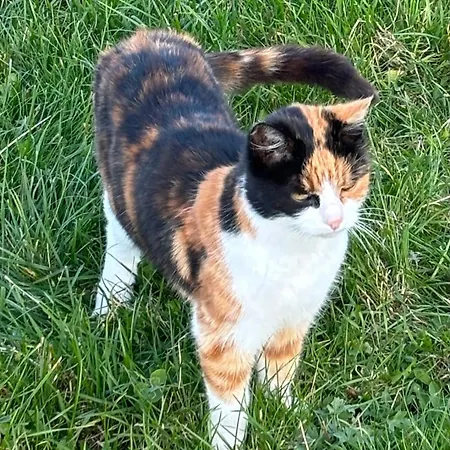 Kaiser Franz Josef 3*