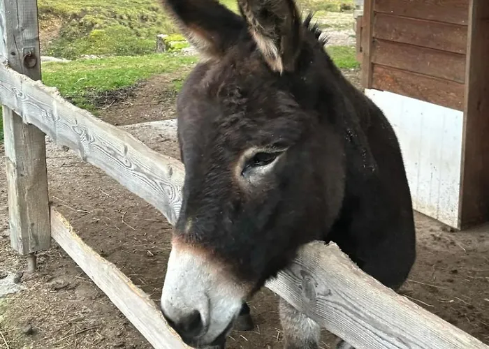 Hotel Kaiser Franz Josef Rohr im Gebirge