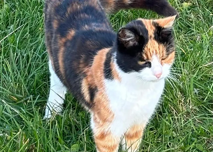 Kaiser Franz Josef 3*